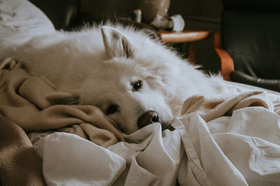 A white fluffy dog lies on the unmade bed with crumpled sheets, next to a lamp on the bedside table at The Lodges at Fort Mill.