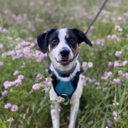 Meet some of our favorite Pets at The Lodges at Fort Mill! 🐾 From big dogs to tiny cats, we’re proudly Pet-friendly with no breed or weight restrictions. Come tour your future home… your Pet will love it here too! 
#lodgesfortmill #newhomes #sc #dogs #cats #northwoodravin