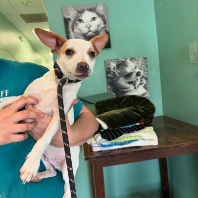 Happy National Adopt a Shelter Pet Day! 
🐈🐾🦮❤️
At The Lodges at Fort Mill, we LOVE our four-legged residents—no breed or weight restrictions here! Thinking of adopting? The York County Humane Society is a no-kill shelter with 40+ dogs and 60+ cats waiting for their forever homes. Adoptions are by appointment only—schedule yours today!
