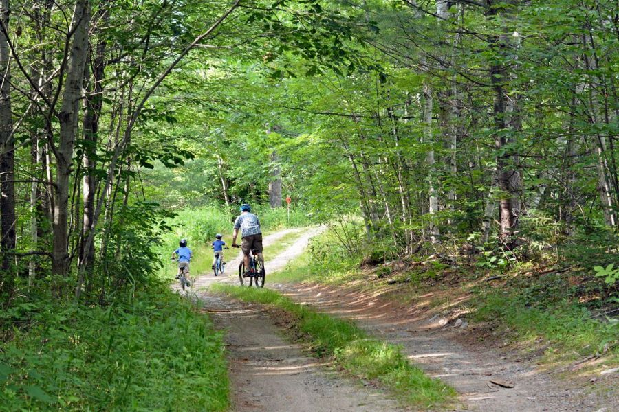 Three cyclists ride on a dirt path through a forested area with green foliage on a sunny day.